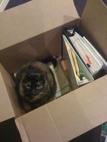 Ofis ve İş Yeri Taşıma Süreci: İş Akışınızı Bozmadan Nasıl Taşınırsınız?